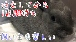 【小動物にオススメ】ネットで注文〜やっと手に入った　「しえるの日常２１話」ネザーランド　うさぎ