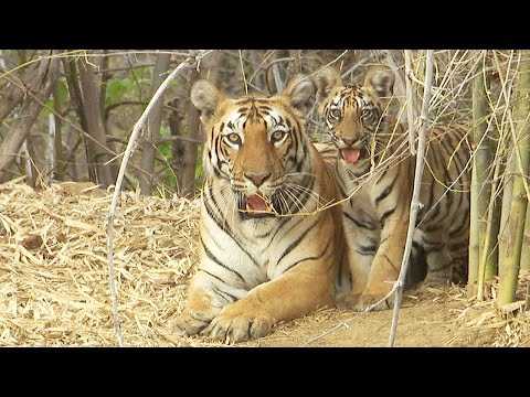 Can We Save the Tiger?