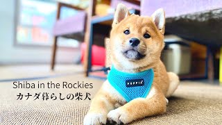 カナダ暮らしの柴犬の子犬が生後6週間から1歳になるまでの成長記録【4K】