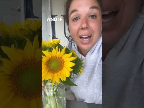 Video: Pollenloze zonnebloeminfo - Leer over ideale zonnebloemen om te snijden