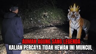 TAK DI SANGKA SANGKA PENGUAS4 HARIMAU JAWA MUNCUL