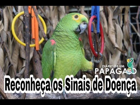 Vídeo: Como Entender Que Um Papagaio Está Doente