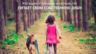 Кто кормит голодное животное, тот питает Кто кормит голодное животное, тот питает