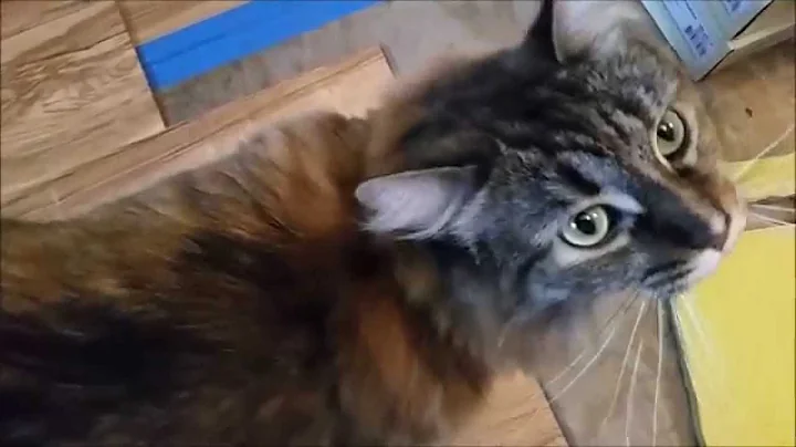 Hazel