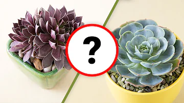 How do I know what type of Echeveria I have?