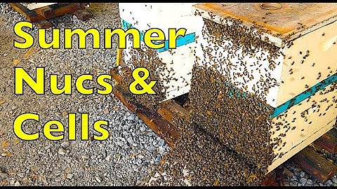 Producing Summer Nucs & Queen Cells/ Beekeeping