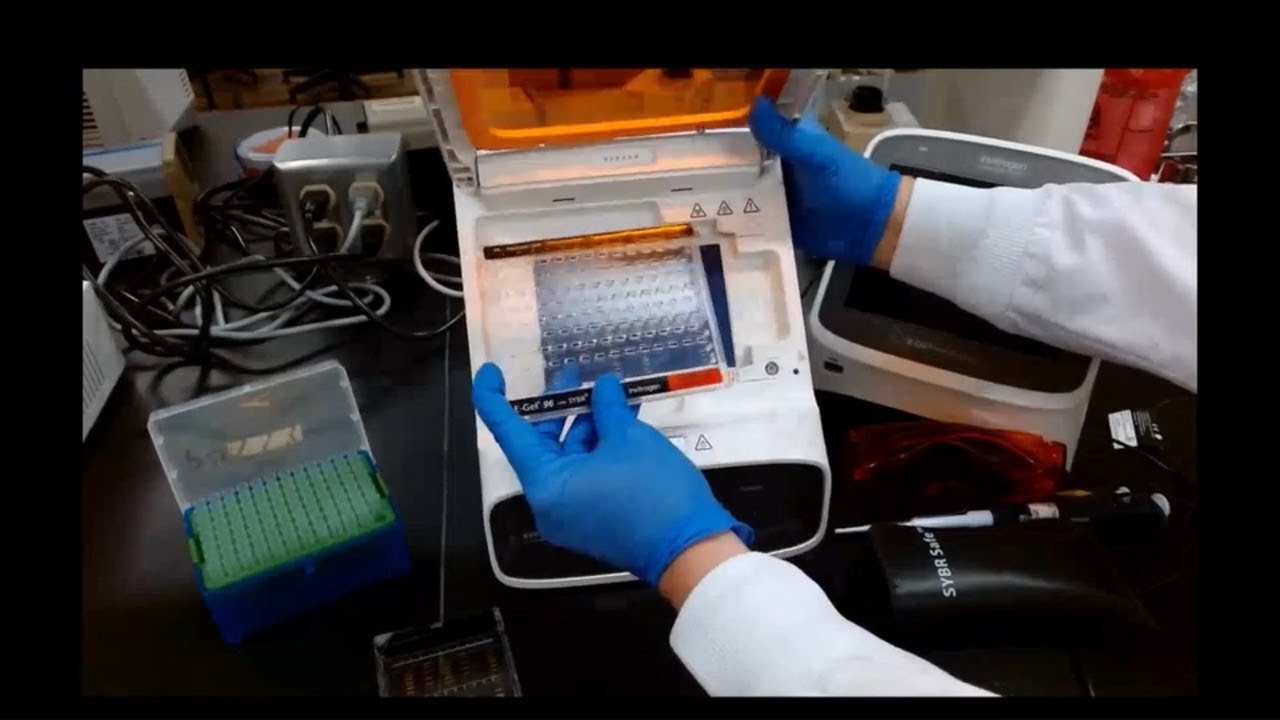 Power Snap Plus: Scientist-Led Agarose Gel Electrophoresis Demo