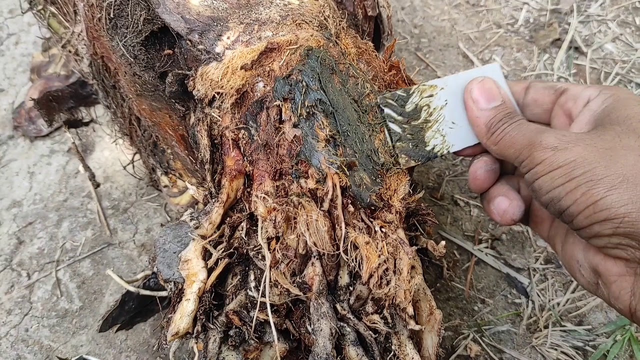 زراعة فسائل النخيل في سنادين الزيت المعدنية