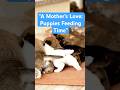 "A Mother’s Love: Puppies Feeding Time 🐾❤️" #PuppyFeeding #MamaDog #NewbornPuppies #shorts