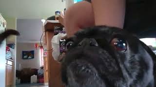 The Sounds Of Pug