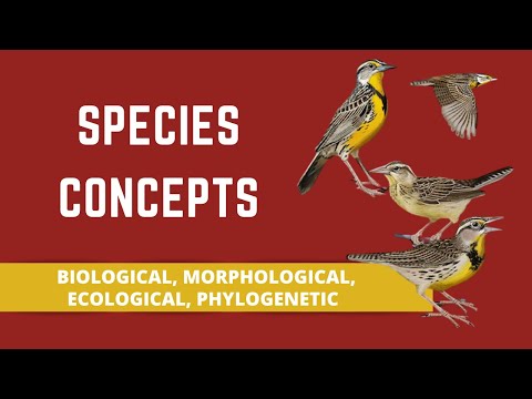 SPECIES CONCEPTS (BIOLOGICAL, MORPHOLOGICAL, ECOLOGICAL, PHYLOGENETIC)