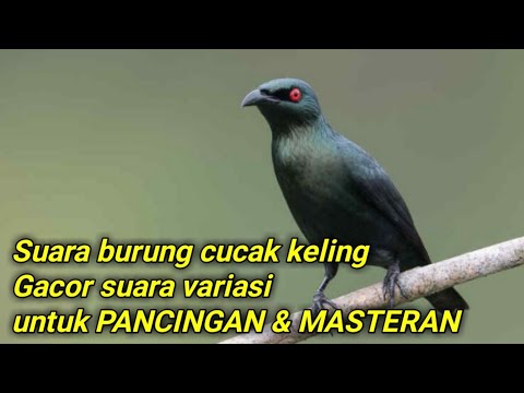 Pancingan Cucak Keling Pancingan Cucak Keling