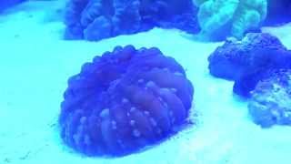 Cynarina Coral Feeding On Silverside