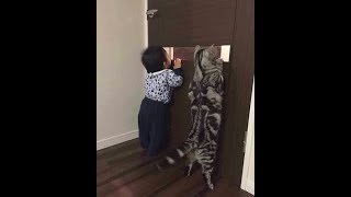 Смешные Видео Приколы с Котами. Смешные Коты до Слез. Смешные Животные 2019. #22 Смешные Видео Приколы с Котами. Смешные Коты до Слез. Смешные Животные 2019. #22