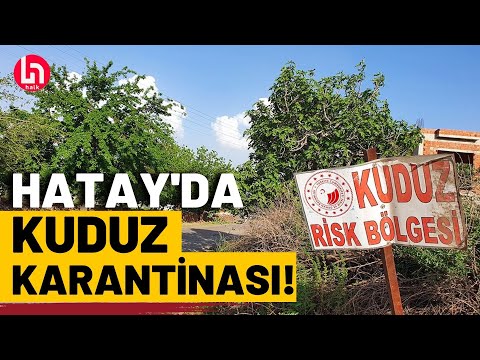 Hatay'ın Defne ve Antakya ilçelerinde kuduz karantinası!