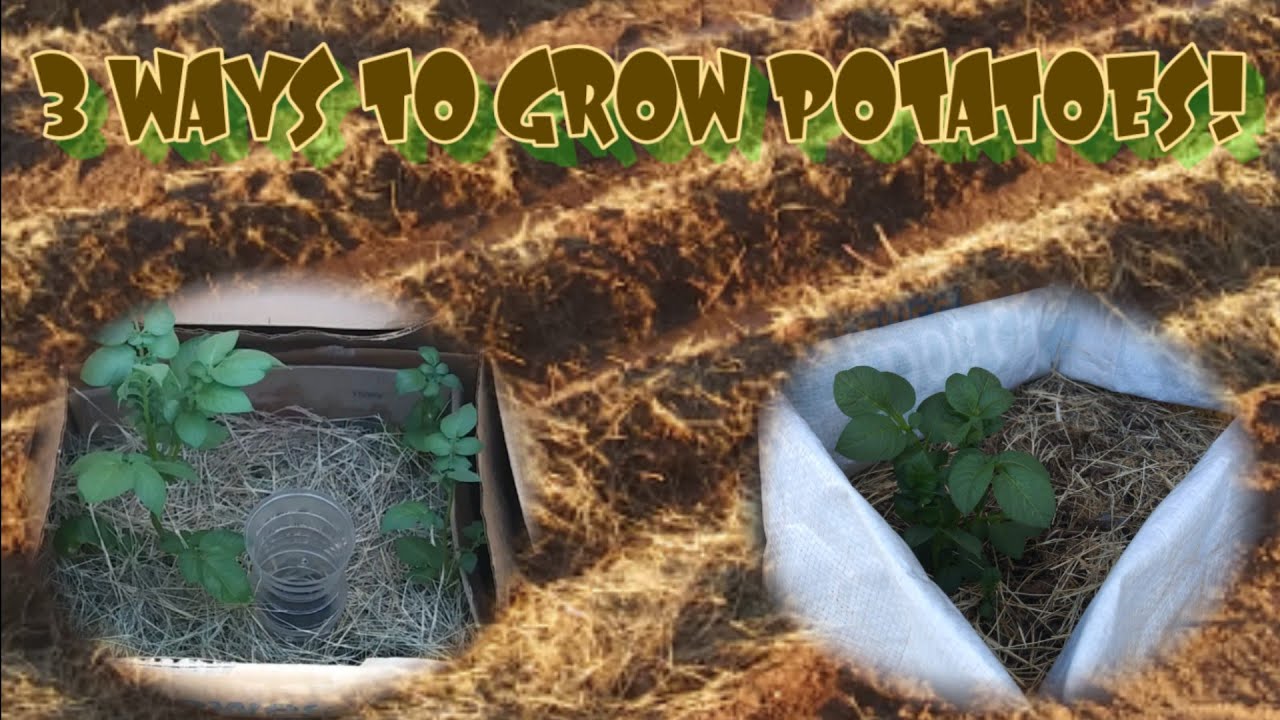 Cardboard Potato Tower Update with 2 more EASY WAYS to Grow Potatoes