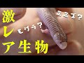 キモカワ?激レアアホロテトカゲ!