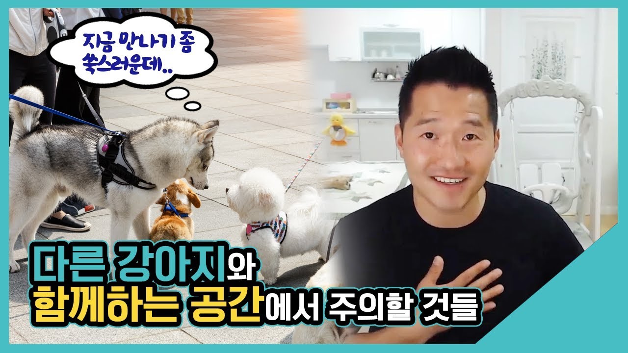 다른 강아지와 함께하는 공간에서 주의할 것들｜수밤라이브