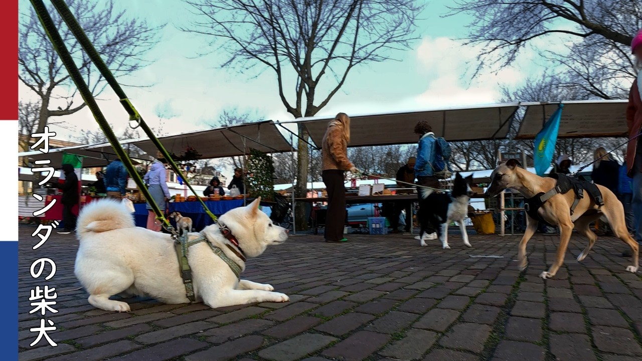 柴犬柿丸  土曜市場を楽しむ柴犬｜オランダ散歩・環境音