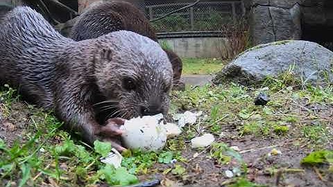 Spotted-necked Otters Snack And Play