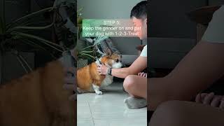 HOW TO INTRODUCE NAIL GRINDER TO YOUR DOG | Life with Crumpet The Corgi & Butter The Chow Chow by It's Ben Nguyen 351 views 7 months ago 1 minute, 1 second