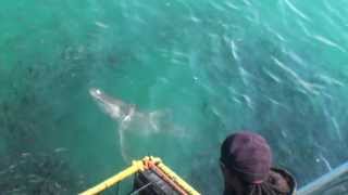 Great White Shark Cage Diving - Gansbaai