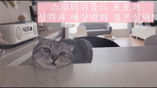 스코티쉬폴드 고양이 성격과 점프실력 공개합니다! Scottishfold cat video!