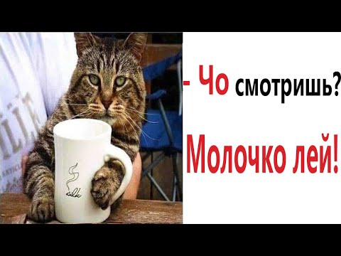 Лютые приколы. МОЙ КОТ засмеялся проиграл!!! Тест на психику! Угар!