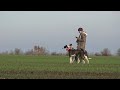 Охота с грейхаундами/Сезон 2021/Hunting With Grayhound/ #greyhound #hunting #hound