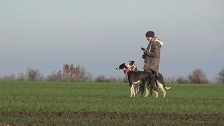 Охота с грейхаундами/Сезон 2021/Hunting With Grayhound/ #greyhound #hunting #hound