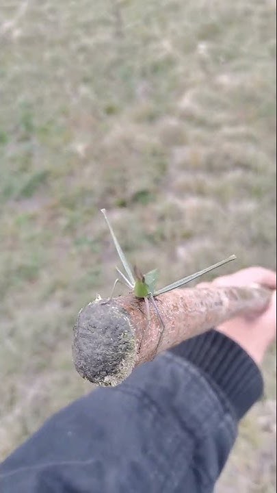 Саранча большая зелёная 🦗 - YouTube