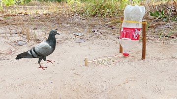 Creative Unique DIY Bird Trap Using Plastic Bottle,  Cocacola Vs Rubber - Amazing Tools Bird Trap
