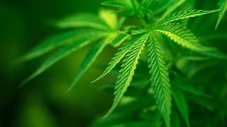 документальный фильм онлайн о марихуане