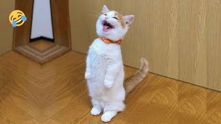 FUNNY CATS and DOGS 🐱🐶 CRAZY,AMAZING, SMART ANIMALS 😹 NewFunniest Videos😅#45