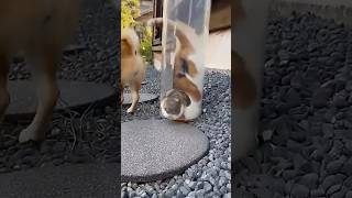 OMG // Be Careful 😱💔🐈