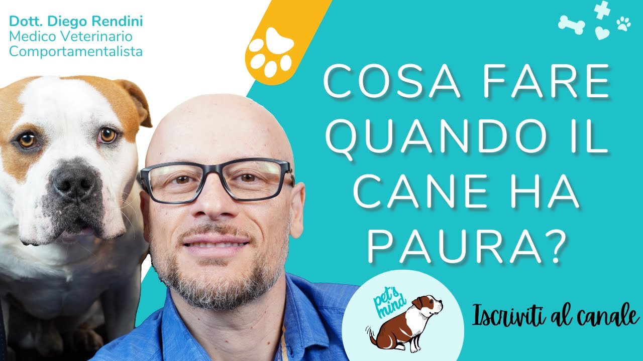 Cosa Fare Quando Il Cane Ha Paura Youtube