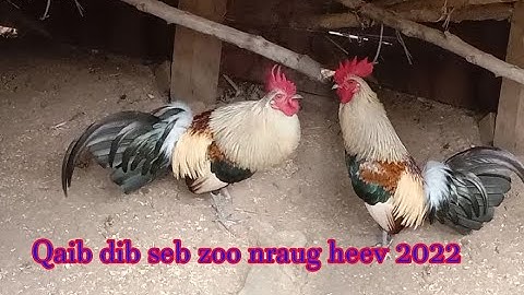 Ncig saib qaib dib seb noob qaib qus zoo nkauj thiab qua zoo heev 2022