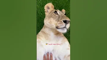 تتوقعون صوت مين 