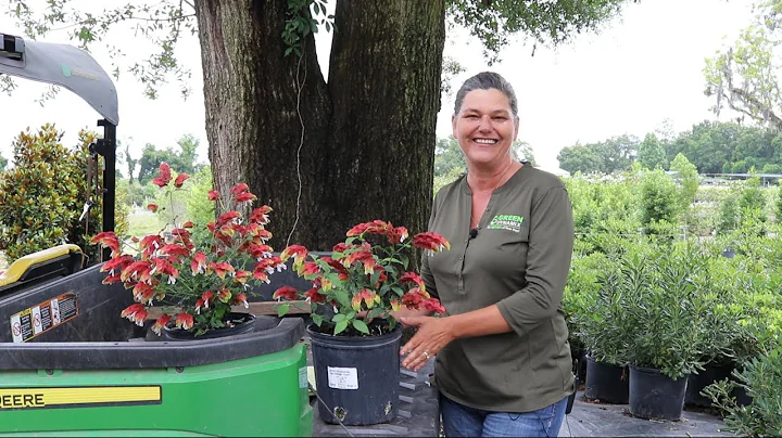 Where will a Shrimp Plant thrive? - DayDayNews
