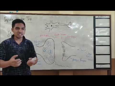 Video: Astrocytes, Neuron, Sinapsis: Pandangan Tripartit Pada Pembangunan Litar Kortikal