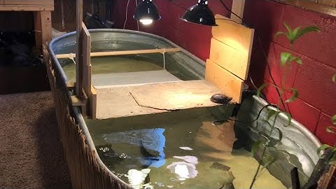 300 Gallon Turtle Tank