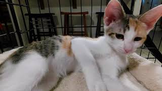 The shy kitten who stole our hearts by Kristofur 944 views 8 months ago 6 minutes, 6 seconds