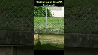 Why IGUANA Hunting in Florida is so IMPORTANT!!!