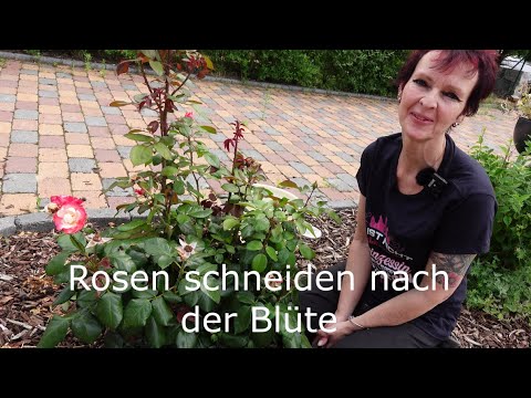 Video: Wann sollten Knockout-Rosen geschnitten werden?