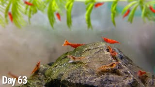 Breeding shrimps: How many in 70 days ?