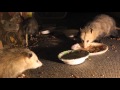 MMA Possum fight, over quick once it starts.