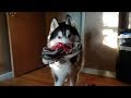 Husky argues about stealing shoe, then reluctantly brings it back