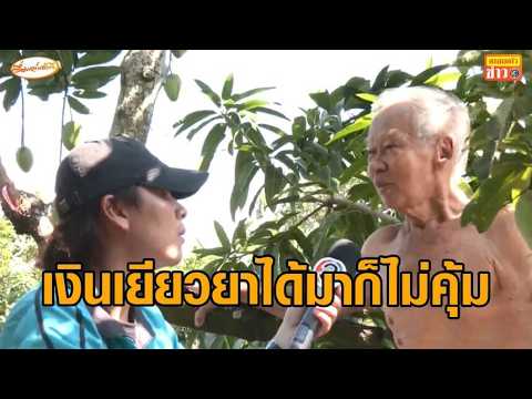เดือดจัด! ชาวสวนโวยต้นมะม่วงถูกน้ำท่วมเสียหายแสนสาหัส ขอเยียวยายังยุ่งยากลั่นแค่จดเลขที่บ้านก็จบแล้ว