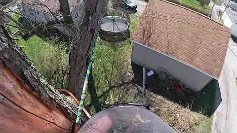Climbing a Super Dead Tree
