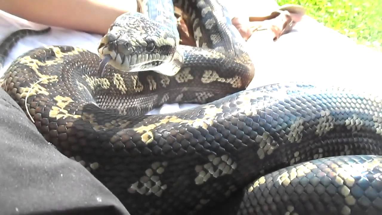 snake oil We're A Team